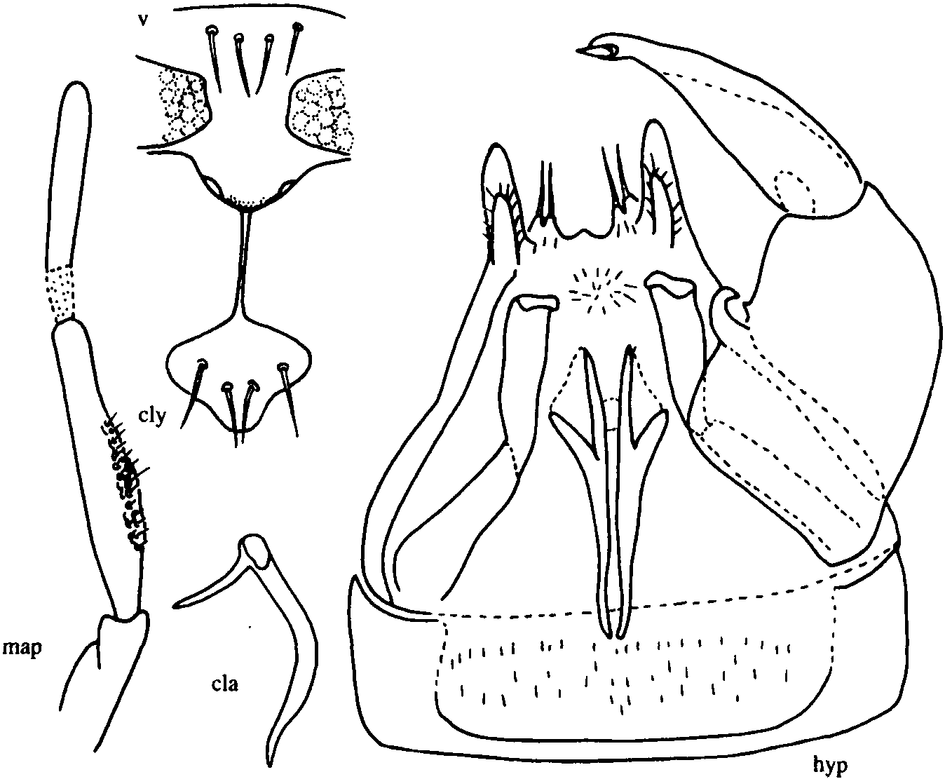 40.威海細(xì)蠓